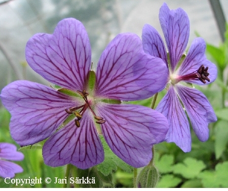 Jalokurjenpolvi - trädgårdsnäva - Geranium 'Terre France'